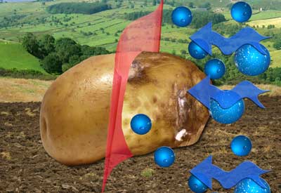 Permeability testing to reduce food rotting and waste