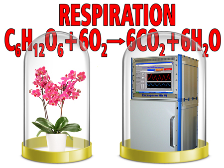 Respiration of plants fruit and vegetables measurements