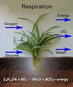 Measuring the respiration rate of plants