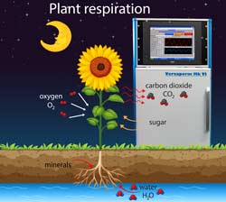 Fruit and veg respire to survive 