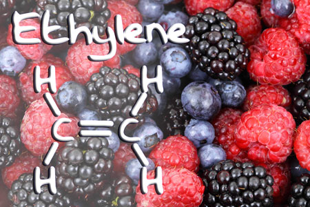 Controlling Ethylene fruit and vegetable ripening 
